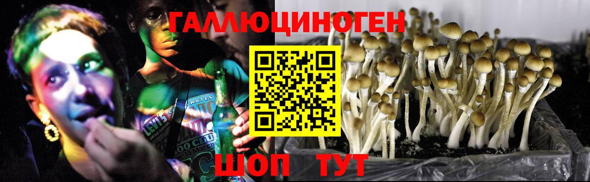 Галлюциногенные грибы Cubensis Кыштым